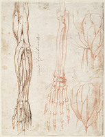 A 039 recto
<br/>
Spier- en skeletstudies van arm en schouder
<br/>
<em>Michelangelo Buonarroti (1475-1564)</em>